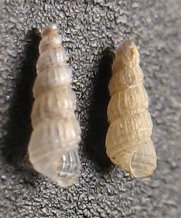 Famiglia Pyramidellidae